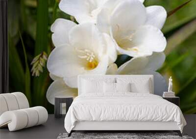 Freesia Single White flowers in natural environment Wall mural