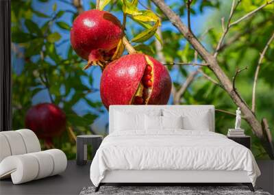 Ripe open pomegranate fruit hanging on tree branch Wall mural