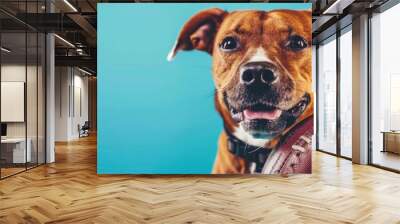 A joyful dog with American Pit Bull Terrier traits holds a football, its tongue out, against a blue background. Features a brown coat and blue collar. Wall mural