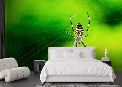 of a spider positioned in the center of its web. The background is bright green Wall mural