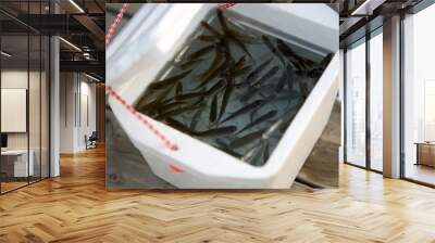 Small minnows swimming in a polystyrene box Wall mural