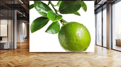 PNG Fresh green lime hanging on a tree branch Wall mural