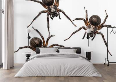 PNG Three spiders on a white background Wall mural