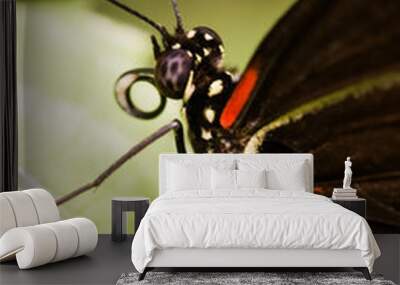 Tropical butterfly lives from Mexico until Brasil Wall mural