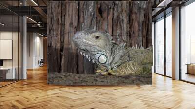 Green iguana Wall mural