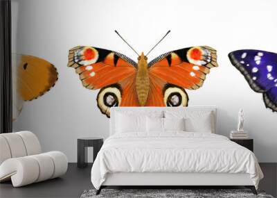 Orange Tip, Peacock, Purple Emperor Butterflies Wall mural