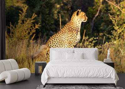 cheetah and cub Hwange game reserve Zimbabwe Wall mural