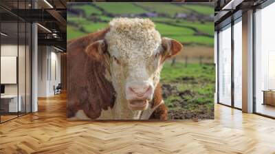 Close up headshot of a Hereford bull Wall mural