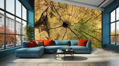 Tree section - wood texture - details of cracks and lichens Wall mural