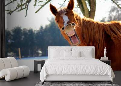 funny horse Wall mural