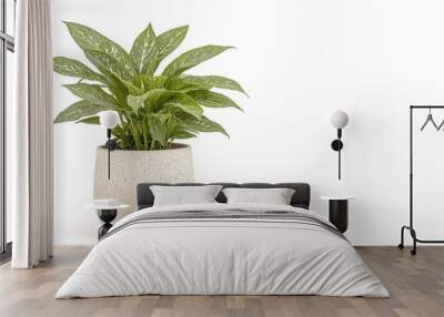 A variegated Chinese Evergreen in a small pot on solid white background, single object Wall mural