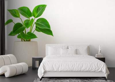 A variegated Philodendron in a decorative pot on solid white background, single object Wall mural