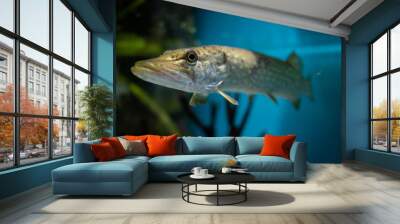 Pike in the river. Pike portrait. Underwater life. Wall mural