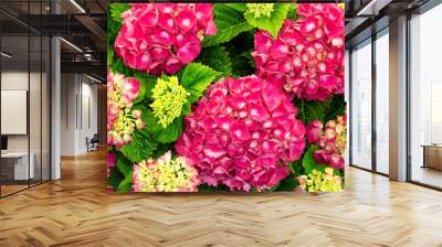 closeup from above of fresh and colorful hydrangea plant Wall mural