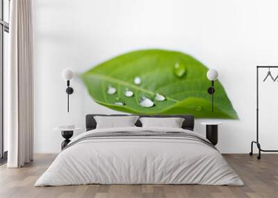 green leaf with water drops on white background Wall mural