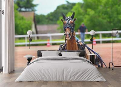 cheval de course pour trot attelé Wall mural