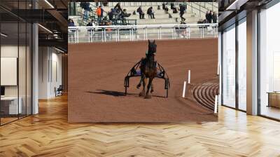 course de chevaux  en trot attelé Wall mural