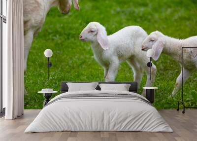 Playful lambs in the pasture. Wall mural