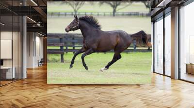 beautiful thoroughbred horse in green farm field pasture equine industry Wall mural