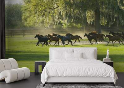 Beautiful thoroughbred horses in green farm field pasture equine industry
 Wall mural