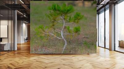 forest tree nature Wall mural