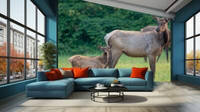 Baby elk calf with mother Wall mural