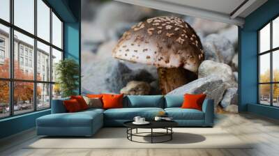 The Blusher Fungi (Amanita aff rubescens) Wall mural