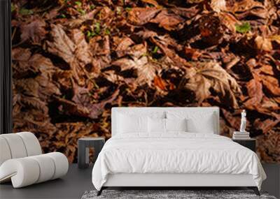 autumn leaves background Wall mural