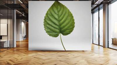 leaf, autumn, nature, plant, isolated, fall Wall mural