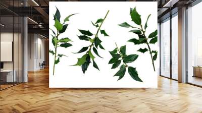 Holly tree green leaves branches set decor element, clipping path cut out objects, Christmas holiday traditional winter plant Wall mural