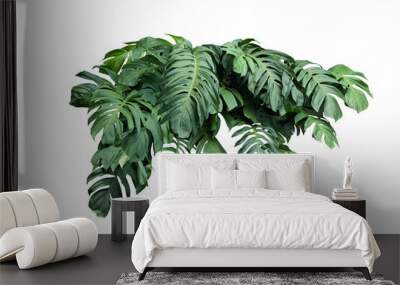 Philodendron plant grow in rain forest Wall mural