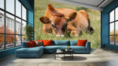 Jersey cow with head in the grass. Wall mural