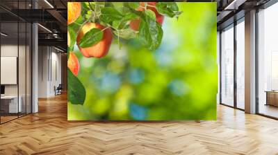 image of apples in the garden close-up Wall mural