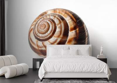 Land snail shell Wall mural