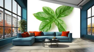 Top view of fresh basil leaves Wall mural