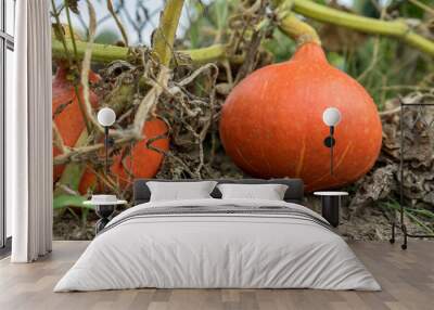 two ripe Hokkaido pumpkins in the garden Wall mural