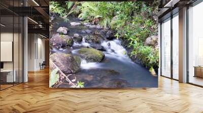 stream in forest Wall mural