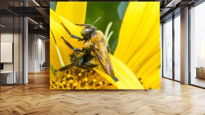 bumble bee macro on sunflower Wall mural