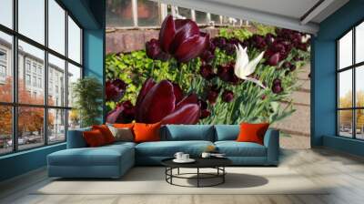 Tulipani  Wall mural