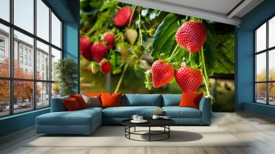 ripe strawberries. Wall mural