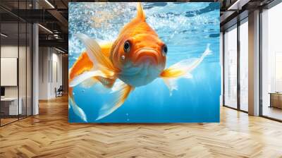 Animals gold fishes pets aquarium freshwater fish background - sweet cute goldfish (cyprinidae) swimming in blue water Wall mural