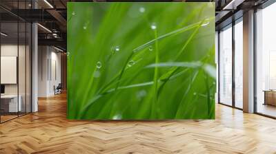 Juicy green grass on meadow with drops of water dew in morning light in spring summer outdoors close-up macro, panorama background . Artistic image of purity and freshness of nature Wall mural