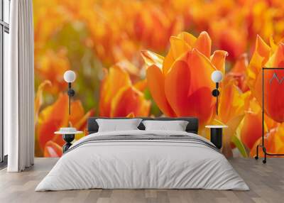 Panoramic landscape of orange beautiful blooming tulip field in Holland Netherlands in spring, illuminated by the sun - Close up of Tulips flowers backgrund banner panorama Wall mural