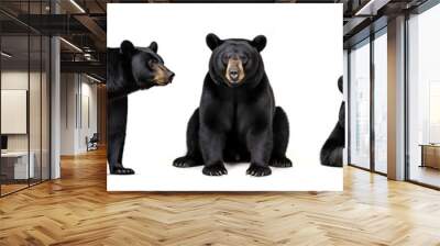 Wildlife animals bears banner panorama long - Collection of standing, sitting, screaming, lying group of american black bear (Ursus americanus), isolated on white background (Generative Ai) Wall mural