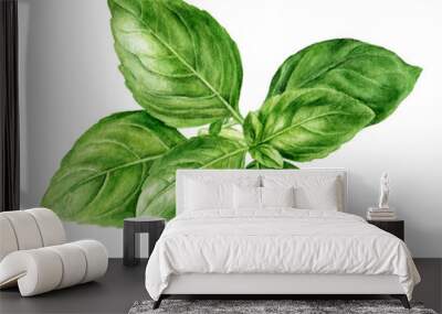 Basil fresh sprig watercolor illustration isolated on white background Wall mural