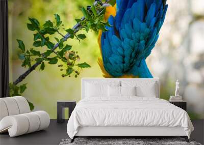 Parrot Wall mural