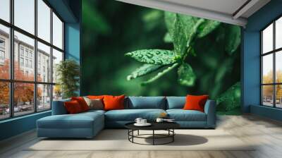 green leaves covered with water strips Wall mural