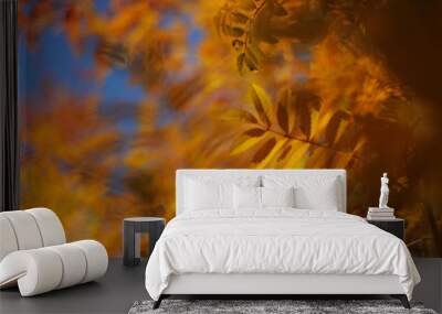 autumn gold beauty nature wallpaper trees leaves beautiful Wall mural