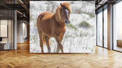 Trotting wild pony from Assateague Island, part of the US National Park Service Wall mural