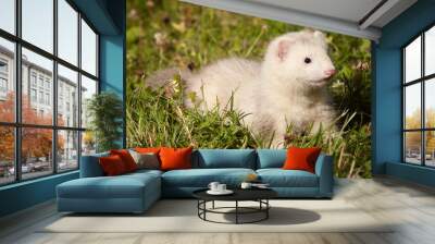 Six weeks old ferret baby in park summer grass Wall mural